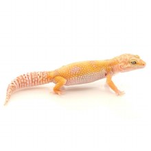 LEOPARD GECKO HYBINO