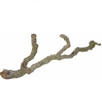 TRIXIE CORK BRANCH