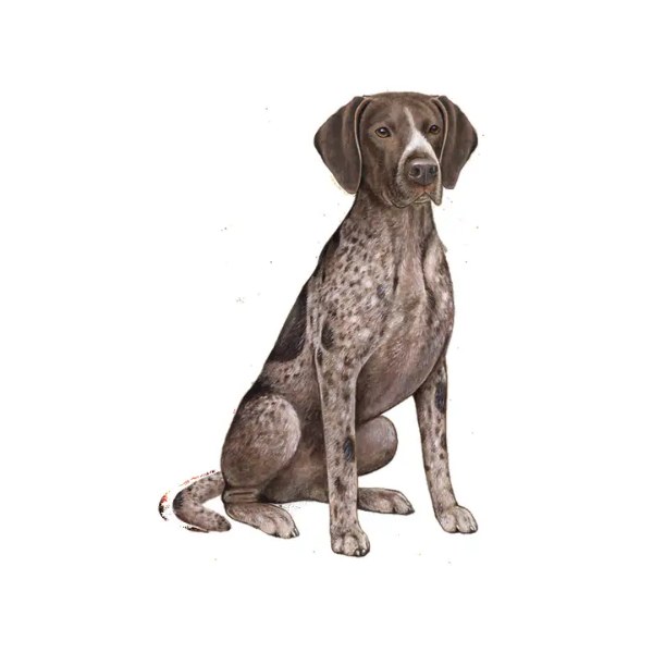 German Shorthair Pointer - Vinyl Sticker