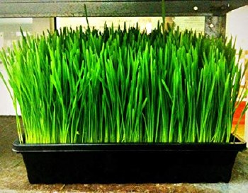 Cat Grass