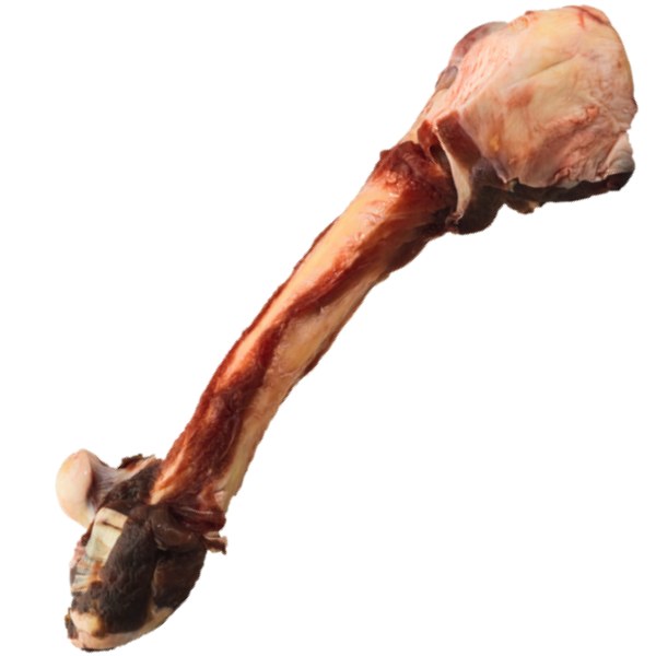 Kangaroo Leg Bone