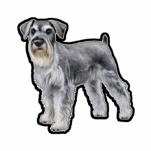 Schnauzer - Vinyl Sticker