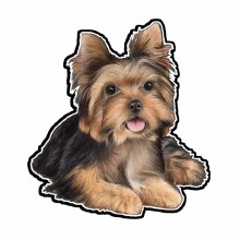 Yorkie Puppy - Vinyl Sticker