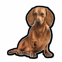 Dachshund Red - Vinyl Sticker