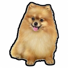 Pomeranian - Vinyl Sticker