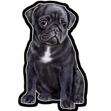 Pug Black - Vinyl Sticker