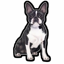 Boston Terrier - Vinyl Sticker