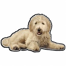 Goldendoodle Laying - Vinyl Sticker