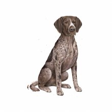 German Shorthair Pointer - Vinyl Sticker