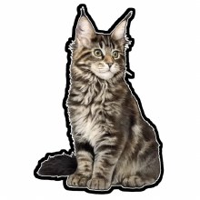 Main Coon Kitten - Vinyl Sticker