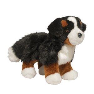 Douglas Stevie Bernese Mountain Dog