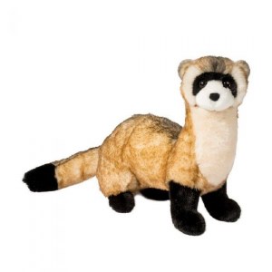 Douglas Vince the Black Footed Ferret