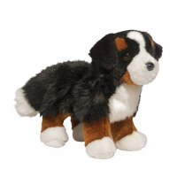 Douglas Stevie Bernese Mountain Dog