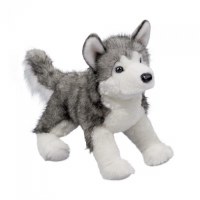 Douglas Lobo the Husky