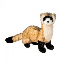 Douglas Vince the Black Footed Ferret