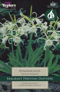 Hymenocallis x festalis