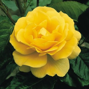 Rosa 'Korresia'