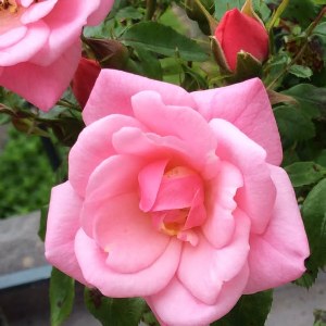 Rosa 'Sweet Ballymaloe'