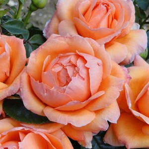 Rosa 'Lady Marmalade'