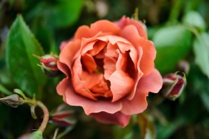 Rosa 'Hot Chocolate'