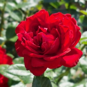 Rosa 'Red Devil'