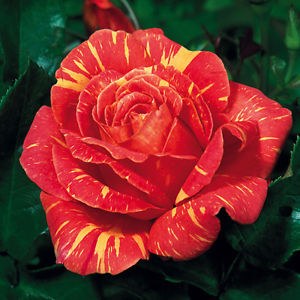 Rosa 'Harry Wheatcroft'