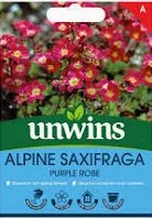 Apline Saxifraga Purple robe