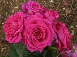 Rosa 'Claire Marshall'