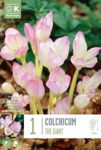 Colchicum The Giant 1 bulb