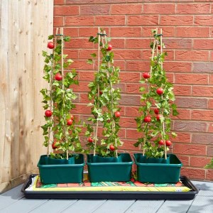 Tomato Grow Box 3pk