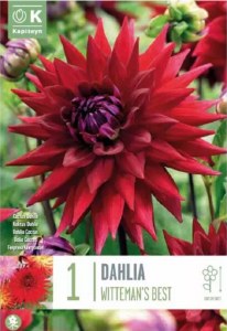Dahlia Cactus Wittemans Best