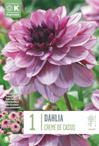 Dahlia Creme de Cassis Decorat