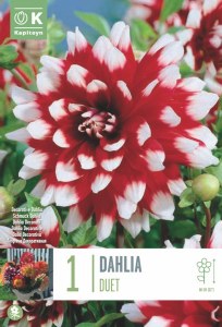 Dahlia Duet Decor