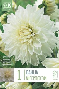 Dahlia Deco White Perfection
