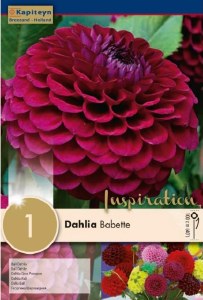 Dahlia Ball Babette