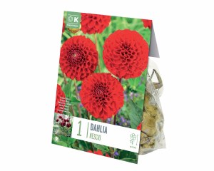Dahlia Pompom Nescio