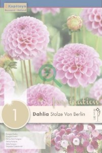 Dahlia Stolze von Berlin