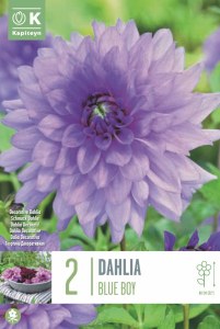 Dahlia Decorative Blue Boy