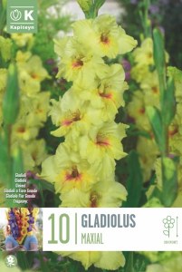 Gladiolus Maxial