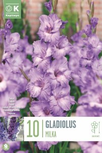 Gladiolus Milka