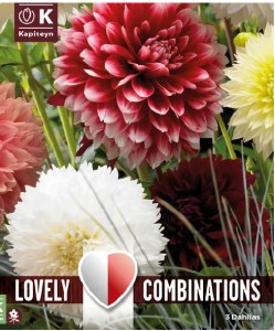 Begonia Fimbrata Mixed 3 Bulbs