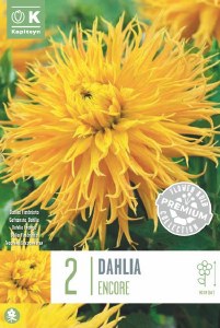 Dahlia Encore