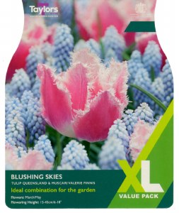 Tulip Blushing Skies 25 Bulbs