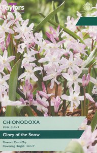 Chionodoxa Pink Giant