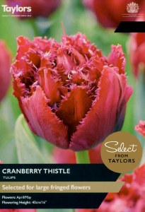 Tulip Cranberry Thistle7 bulbs