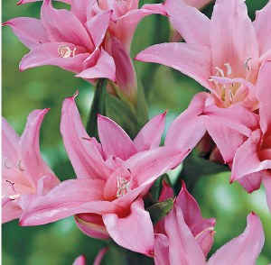 Crinum powellii