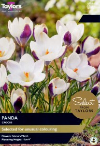 Crocus Panda 7 Bulbs