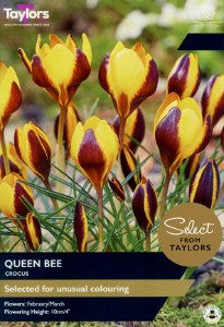 Crocus Queen Bee