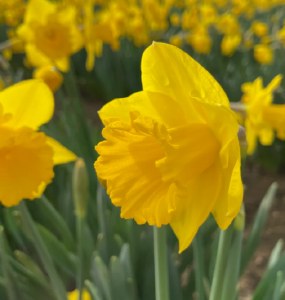 Daffodil Karenza 25Kg