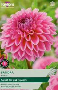 Dahlia Sandra
